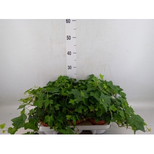 Hedera   ...green leafed