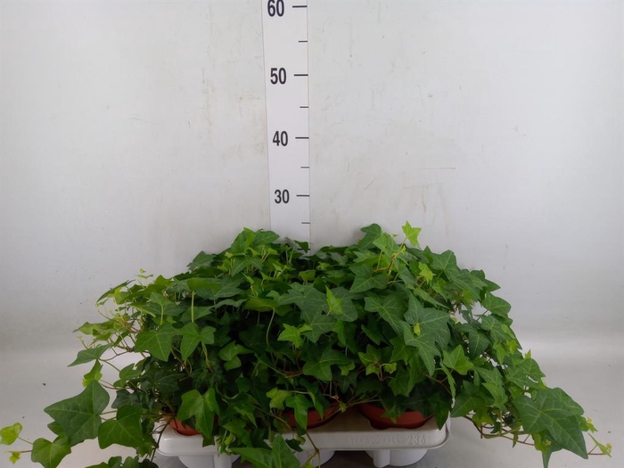 <h4>Hedera   ...green leafed</h4>