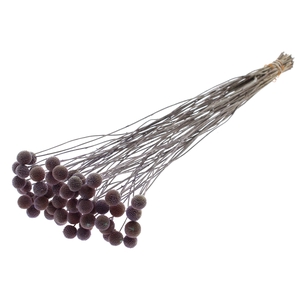 Craspedia Dried Frosted Milka