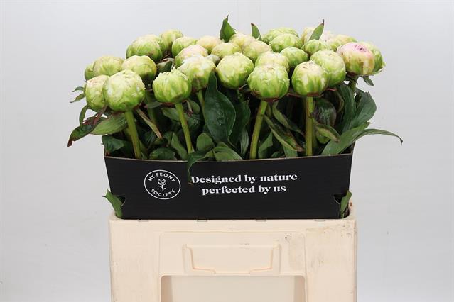 <h4>PAEONIA BROTHER CHUCK*</h4>