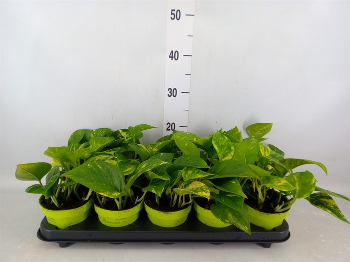 <h4>Epipremnum pinn. 'Aureum'</h4>