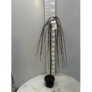 SALIX CAP KILMARNOCK