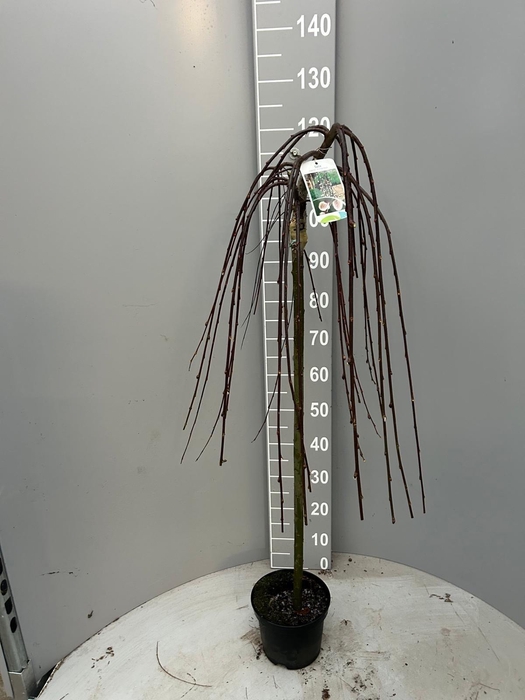 <h4>SALIX CAP KILMARNOCK</h4>