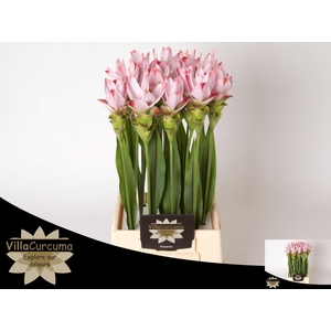 CURC AL SIAM SUNRISE