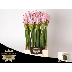 CURC AL SIAM SUNRISE