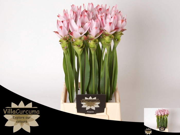 <h4>CURC AL SIAM SUNRISE</h4>