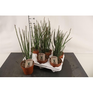 Euphorbia 12 Cm. P. Platyclada Erecta