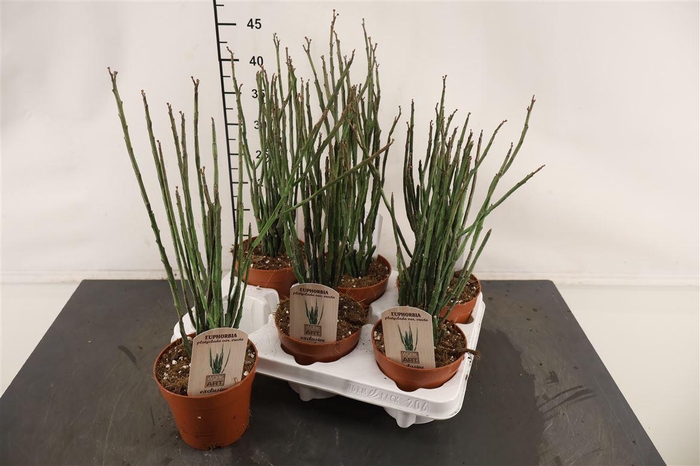 <h4>Euphorbia 12 Cm. P. Platyclada Erecta</h4>