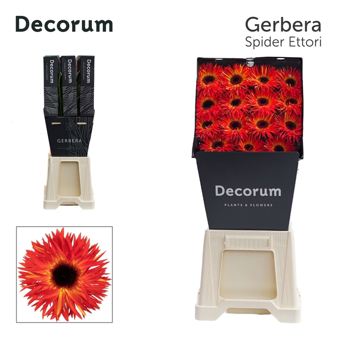<h4>GE GS ETTORI Groot Diamond 575 x30</h4>