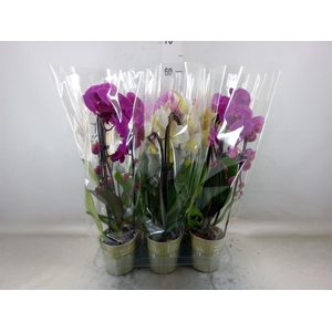 Phalaenopsis  'Elegant Cascade'