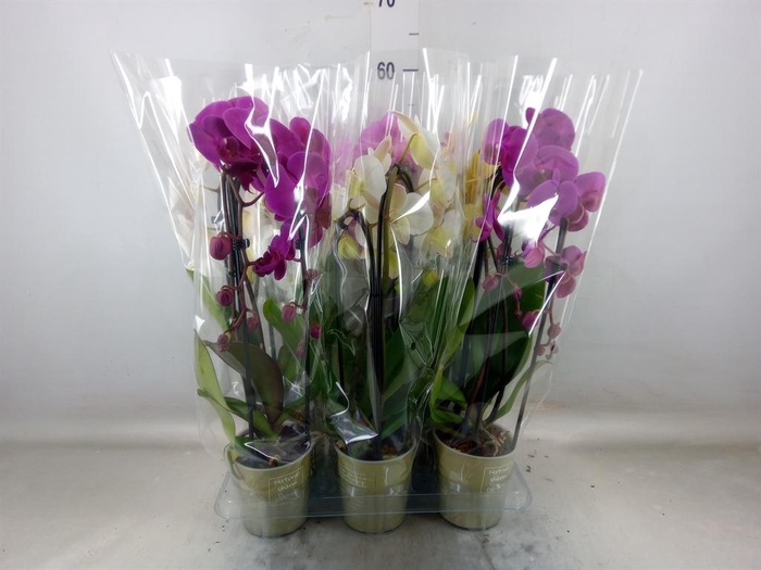 <h4>Phalaenopsis 'Elegant Cascade'</h4>