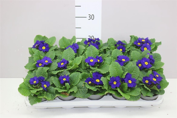 <h4>Primula Ac Cairo Blue</h4>