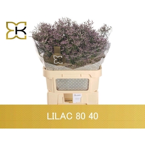 Lim Saf Lilac