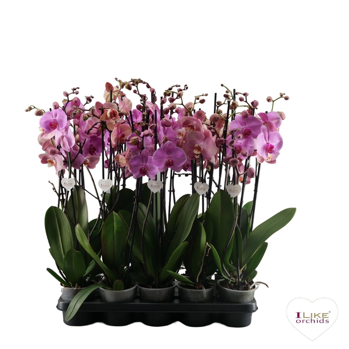 <h4>Phalaenopsis roze - 3 tak 60cm</h4>