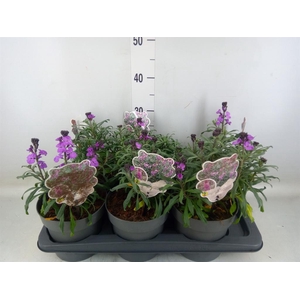 Erysimum linifolium 'Bowles Mauve'