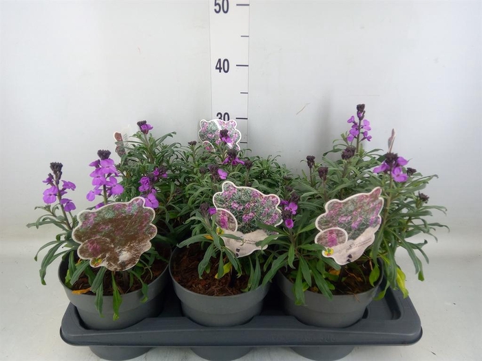 <h4>Erysimum linifolium 'Bowles Mauve'</h4>