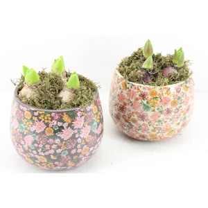 arr4 Hyacint FL - Late fashion rond x3