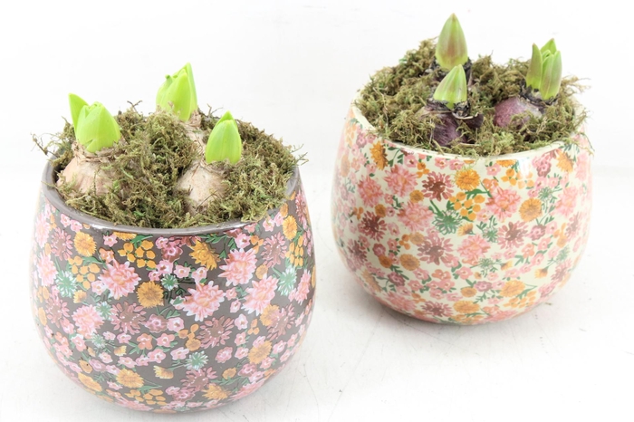 <h4>arr4 Hyacint FL - Late fashion rond x3</h4>