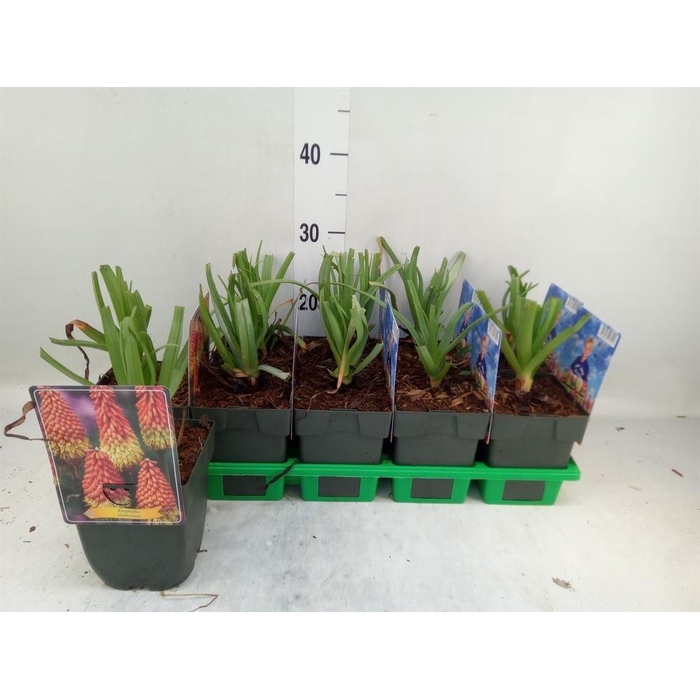 <h4>Kniphofia uvaria</h4>