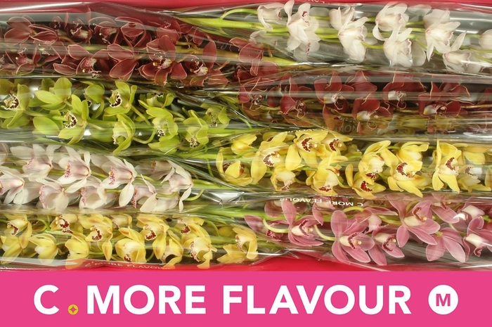 <h4>CYMB MI GEM</h4>