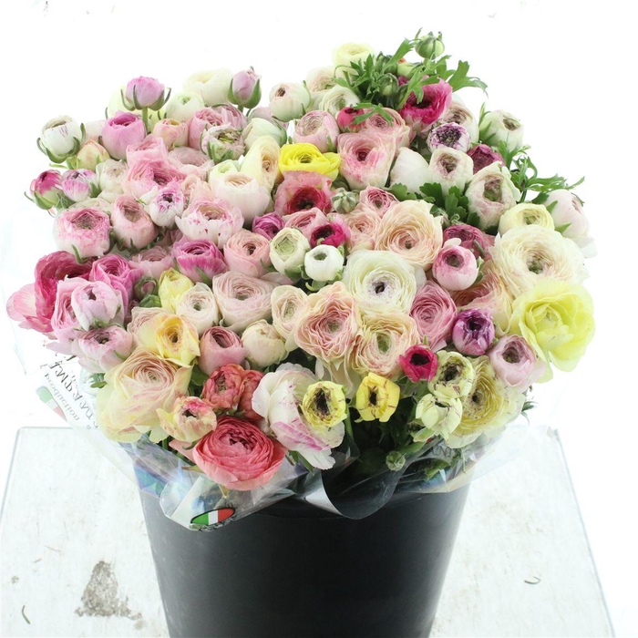 <h4>Ran El Stripe Mix</h4>