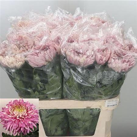 <h4>Chr G Holiday</h4>