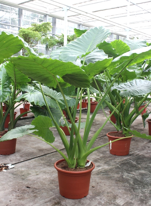 <h4>Alocasia</h4>