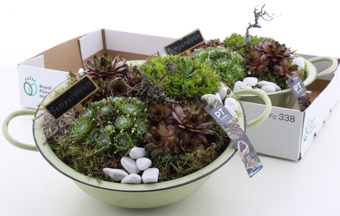 <h4>ARR SEMPERVIVUM</h4>