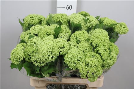 <h4>Viburnum Roseum St 4 Bal</h4>