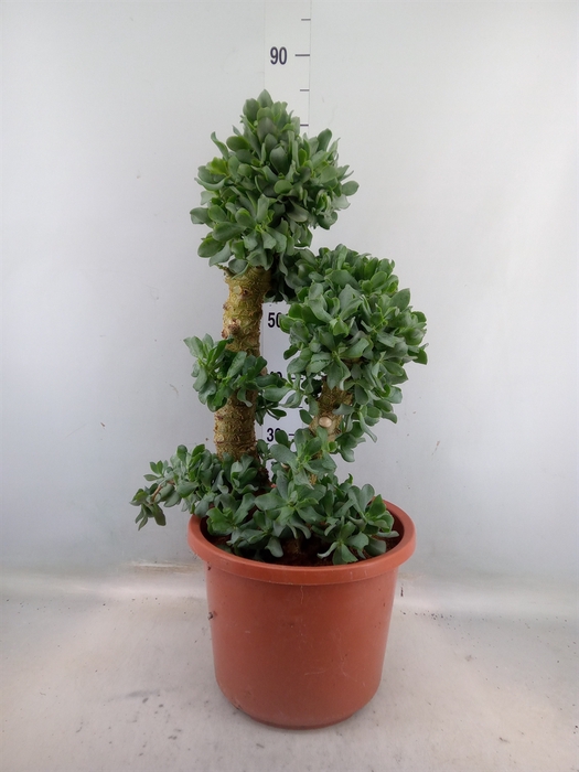 <h4>Crassula arborescens</h4>