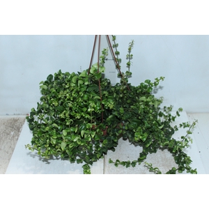 AESCHYNANTHUS RASTA C21