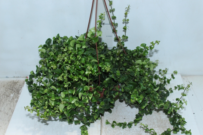 <h4>AESCHYNANTHUS RASTA C21</h4>