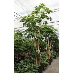 Schefflera actinophylla 'Amate’