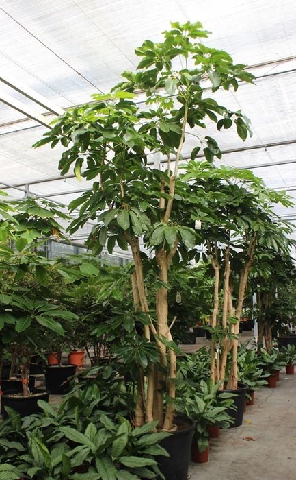 <h4>Schefflera actinophylla 'Amate’</h4>