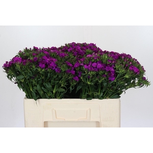 Di Barb Am Neon Purp