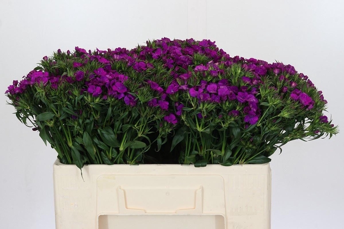 <h4>Di Barb Am Neon Purp</h4>