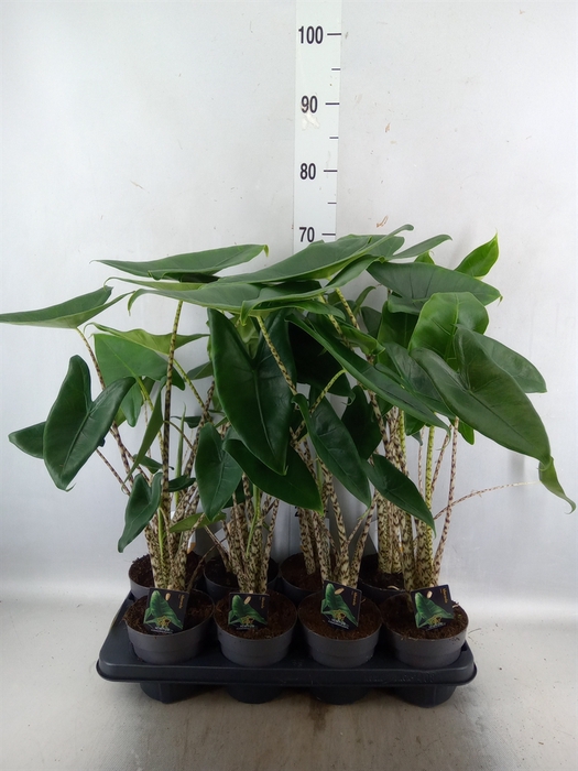 <h4>Alocasia zebrina</h4>