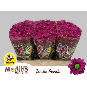 Chrys sa madiba jombe purple