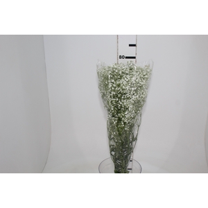 GYPSOPHILA DYNAMIC LOVE 070 CM MIN 250 GRAMAS