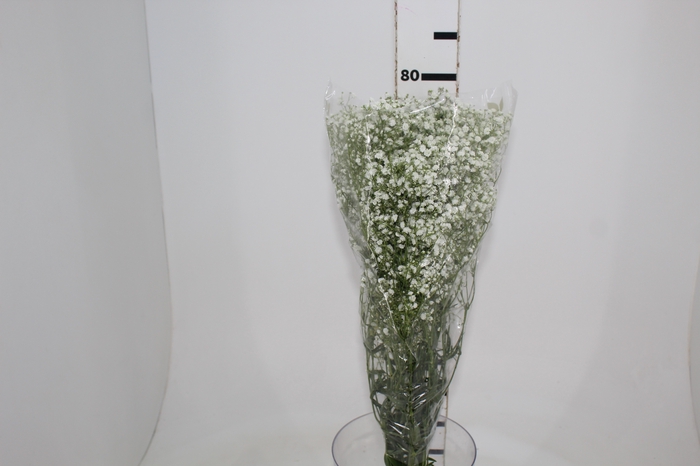 <h4>GYPSOPHILA DYNAMIC LOVE 070 CM MIN 250 GRAMAS</h4>
