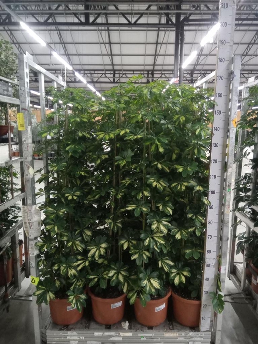 <h4>Schefflera arbor. 'Gold Capella'</h4>