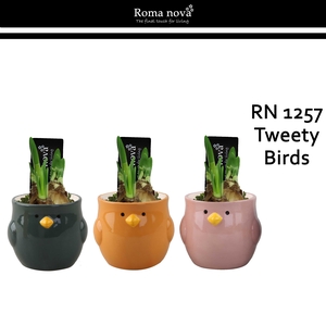 Narcis Rom 1257 Tweety Birds