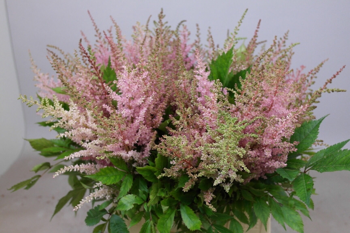 <h4>Astilbe Erika</h4>