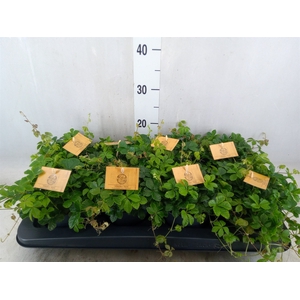Parthenocissus  'Sugar Vine'
