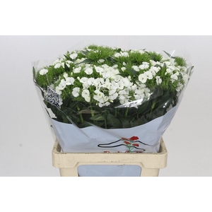 Dianthus Br Aldo White