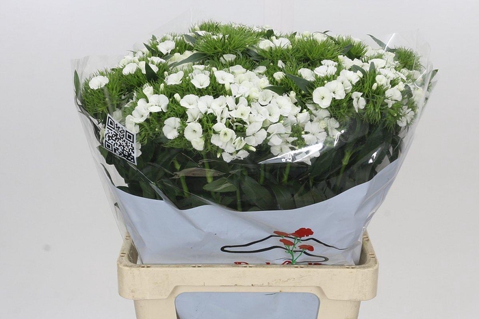 <h4>Dianthus Br Aldo White</h4>