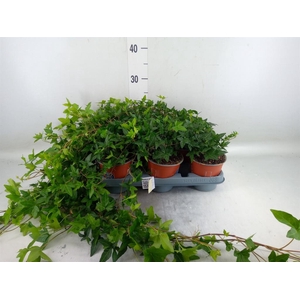 Hedera helix 'Shamrock'