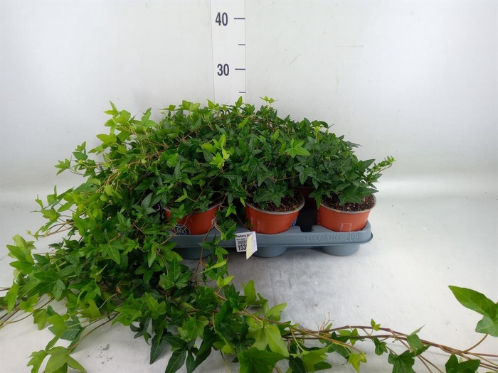 <h4>Hedera helix 'Shamrock'</h4>