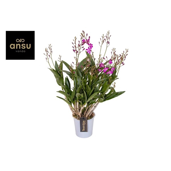 <h4>Dendrobium Berry Oda 20+</h4>