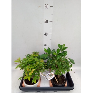 Bonsai   ...mix